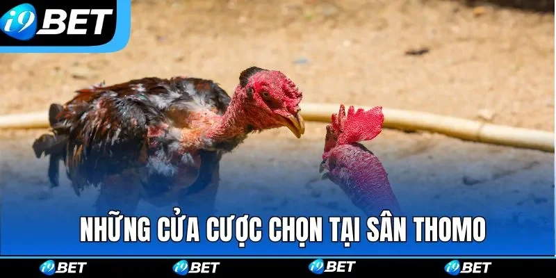 Những cửa cược được nhiều người tin chọn tại sân Thomo