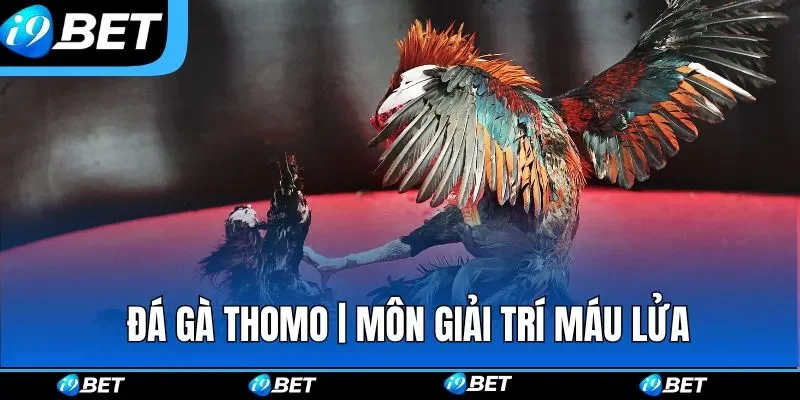 Đá Gà Thomo | Môn Giải Trí Máu Lửa Được Tổ Chức Tại I9BET