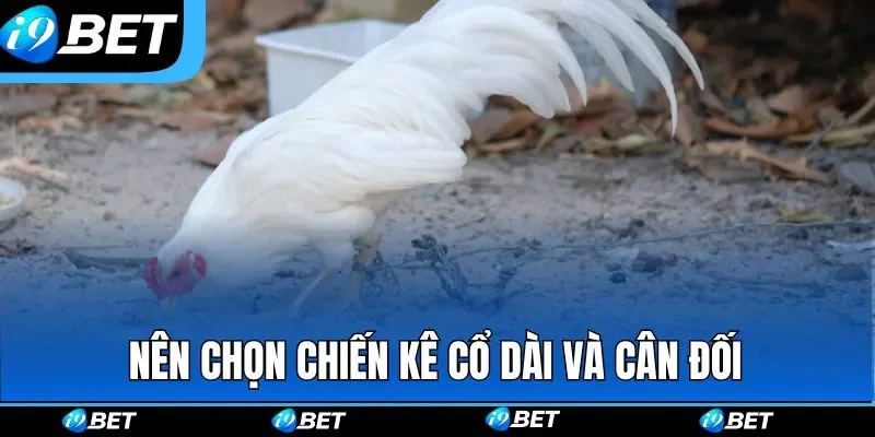 Nên chọn chiến kê cổ dài và cân đối đá gà tre Nên chọn chiến kê cổ dài và cân đối đá gà tre