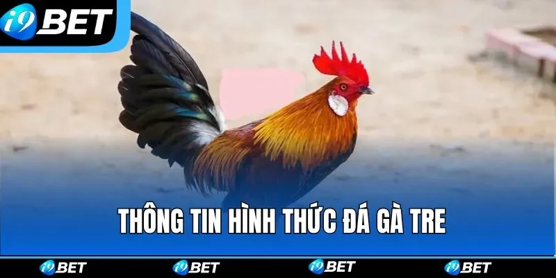 Các thông tin quan trọng cần nắm về hình thức đá gà tre Các thông tin quan trọng cần nắm về hình thức đá gà tre