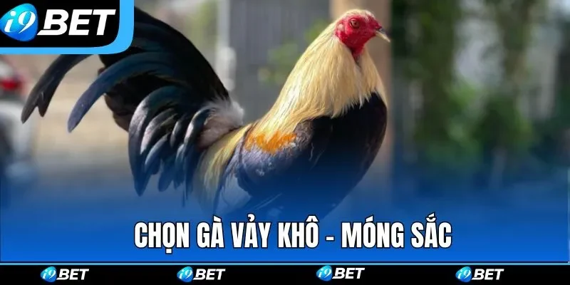 Chọn gà vảy khô - móng sắc là chiến kê nhanh nhẹn Chọn gà vảy khô - móng sắc là chiến kê nhanh nhẹn