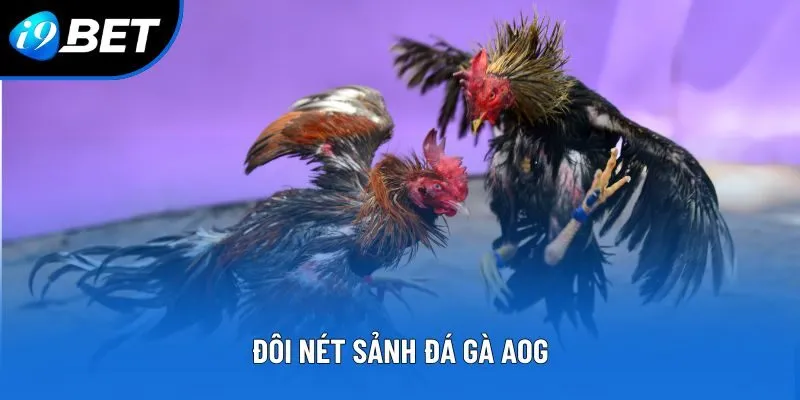 Đôi nét sảnh đá gà AOG