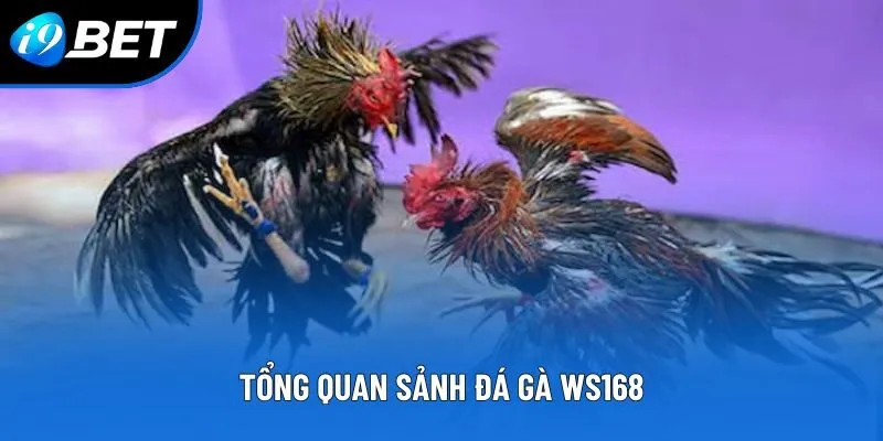 Tổng quan sảnh đá gà WS168 Tổng quan sảnh đá gà WS168